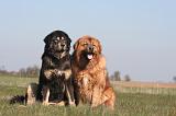 DOGUE DU TIBET 526